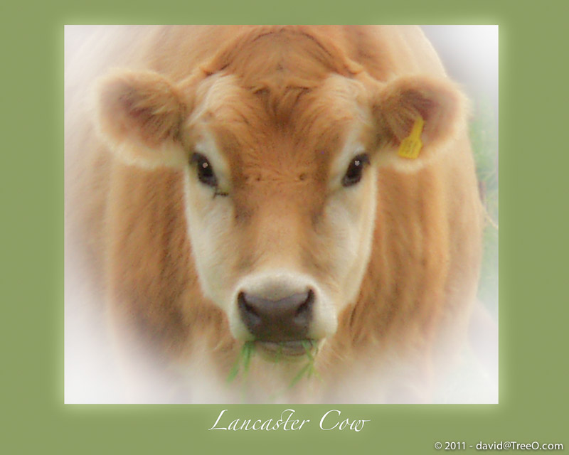 Lancaster Cow - Lancaster County, Pennsylvania - November 10, 2007