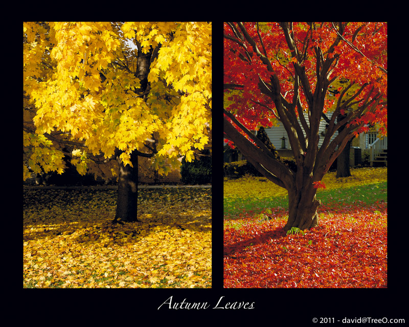 Autumn Leaves - Bucks County, Pennsylvania - November 22, 2007