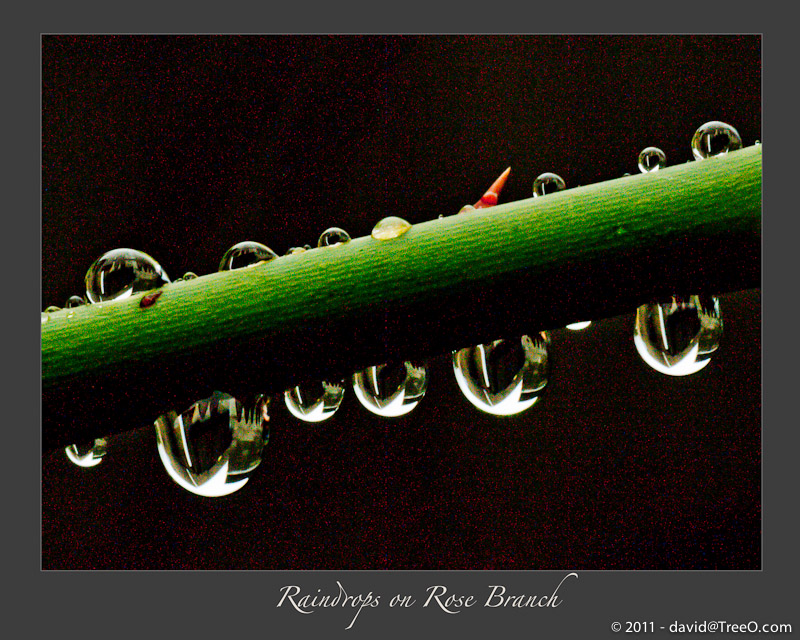 Raindrops on Rose Branch - Backyard, South Philadelphia, Pennsylvania - November 4, 2010