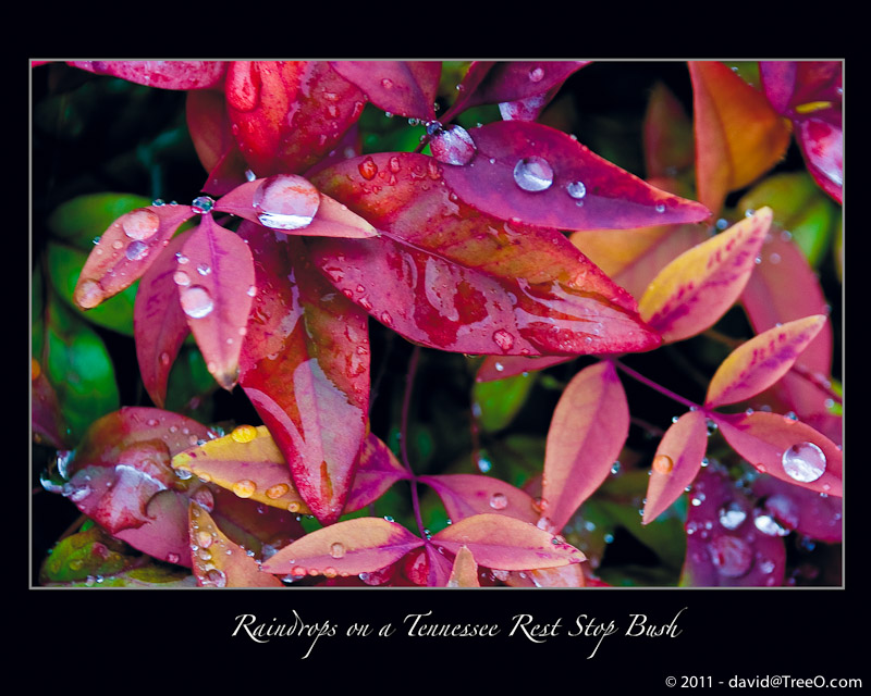 Raindrops on a Tennessee Rest Stop Bush - Route 40 West - December 16, 2008