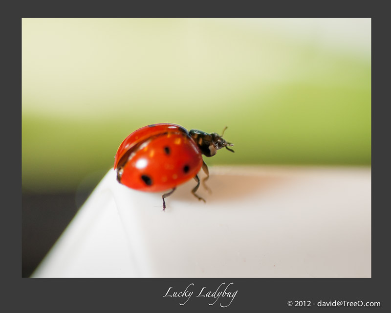 Lucky Ladybug - Santa Monica, California - April 2, 2009