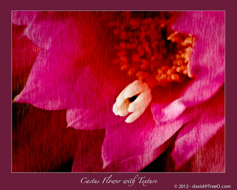 Cactus Flower with Texture - San Diego, California - April 12, 2009