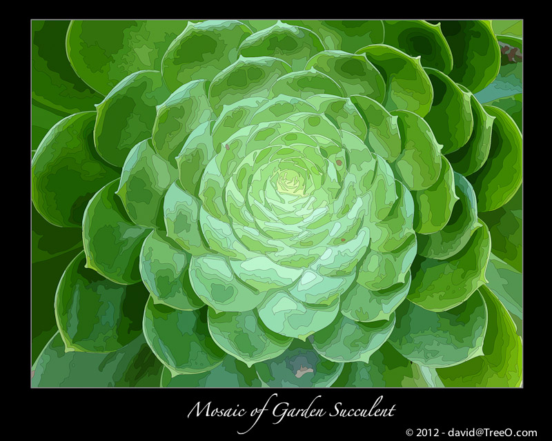 Mosaic of Garden Succulent - iPhone photo - Old Town, San Diego, California - January 22, 2012