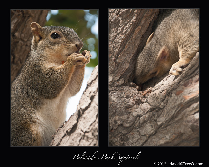 Palisades Park Squirrel - Palisades Park - Santa Monica, California - June 27, 2009