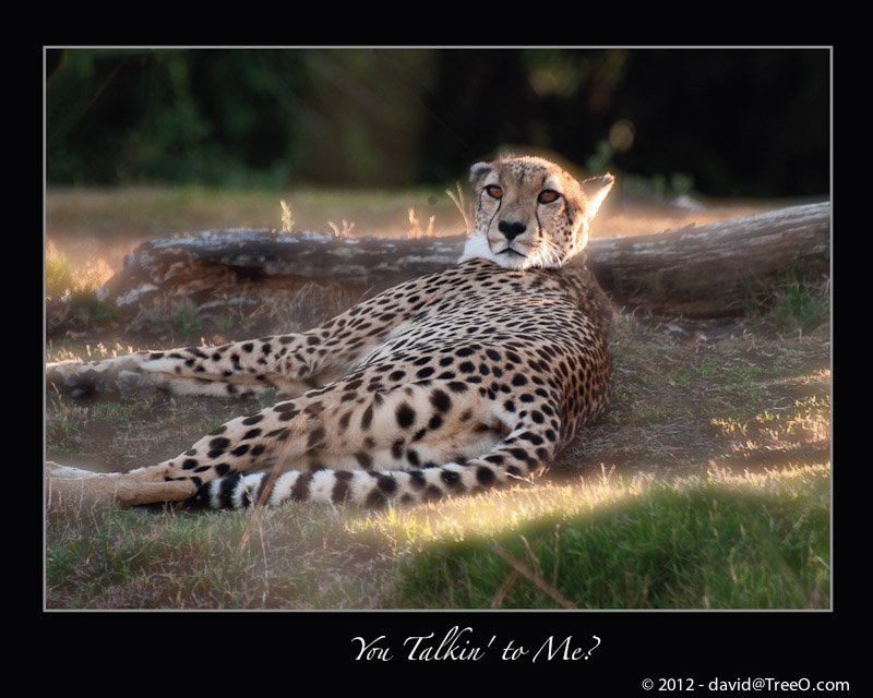 You Talkin' to Me? - Cheetah at Rest - San Diego Wild Animal Park, San Diego, California - August 6, 2009