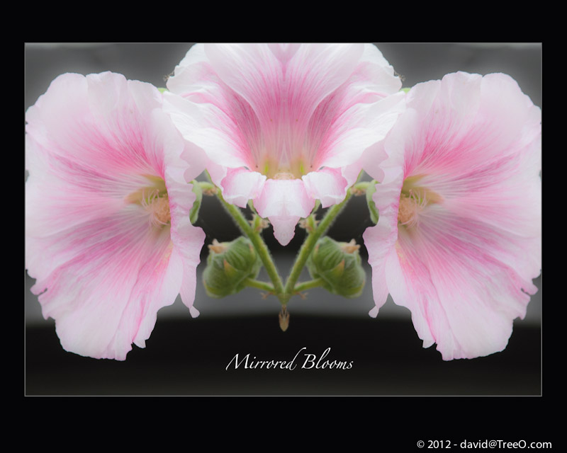 Mirrored Blooms - Coronado Island, California - July 19, 2009