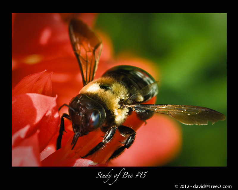 Study of Bee #15 - Peddler's Village, Pennsylvania - August 3, 2008