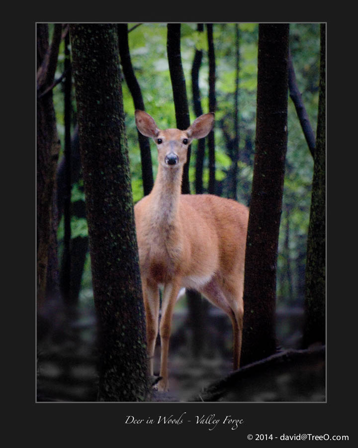 Deer in Woods - Valley Forge