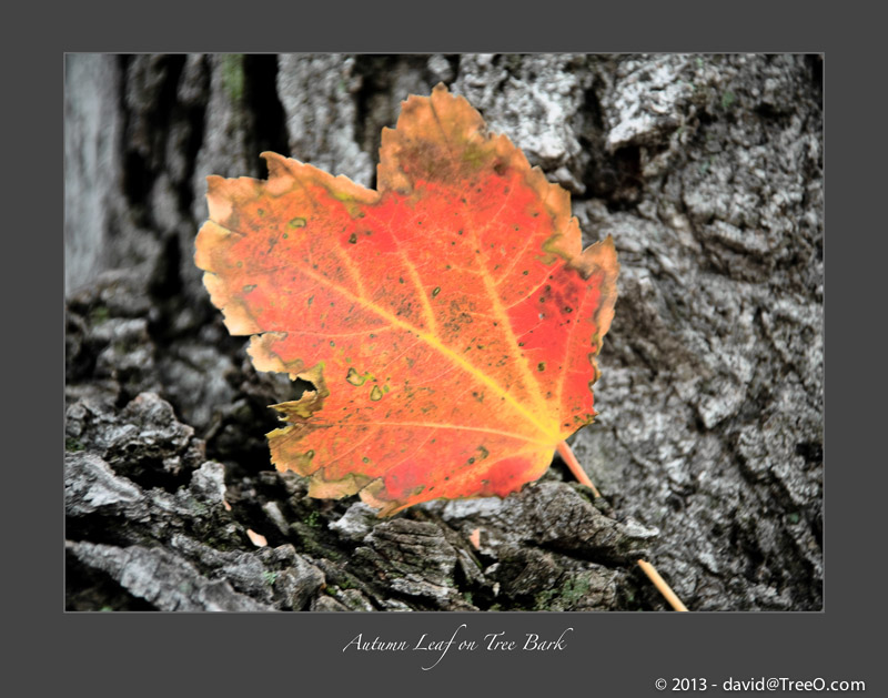 Autumn Leaf on Tree Bark