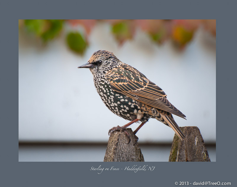 Starling on Fence