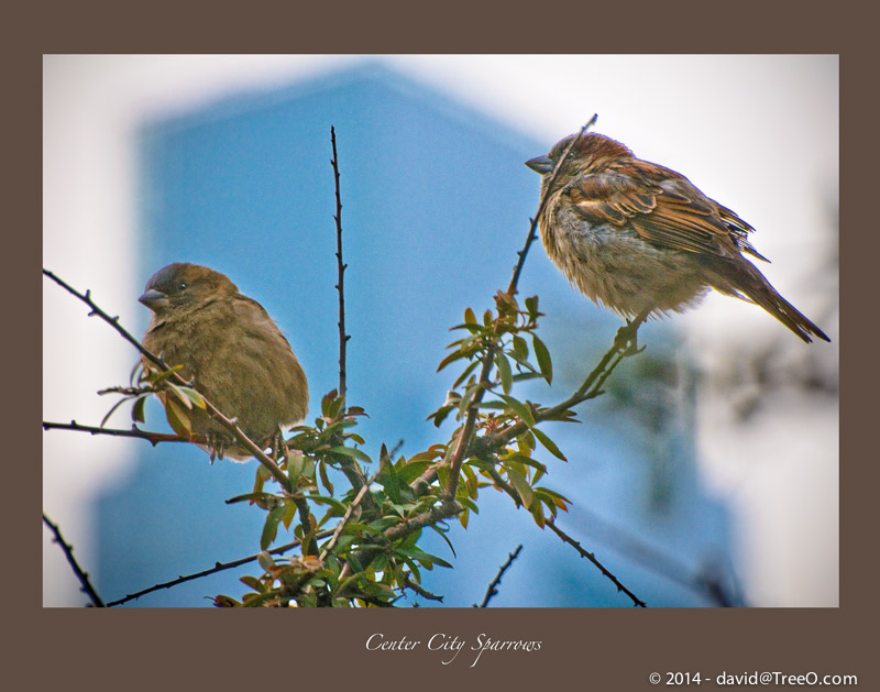Center City Sparrows