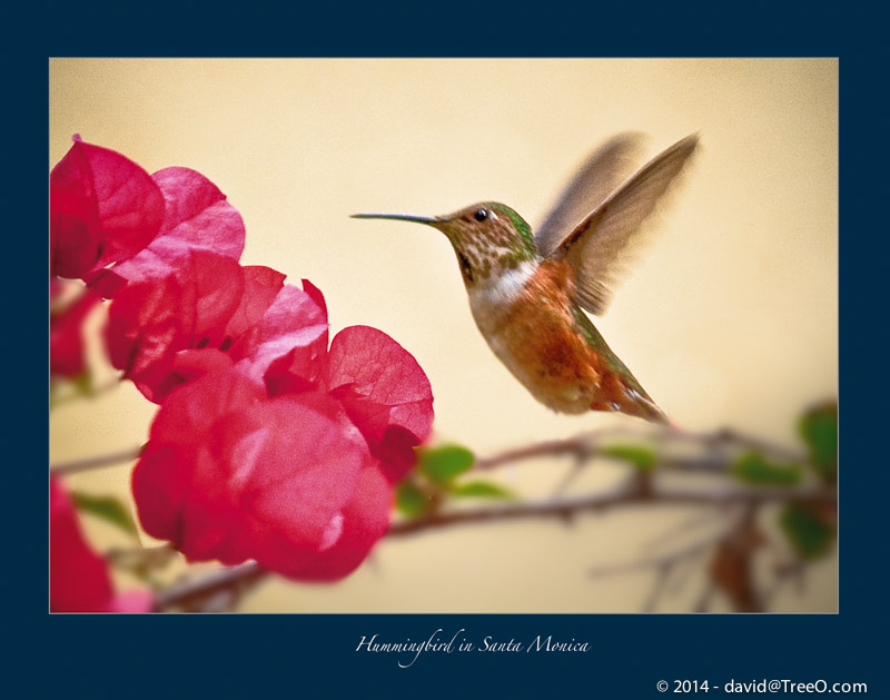Hummingbird in Santa Monica