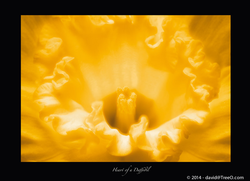 Heart of a Daffodil