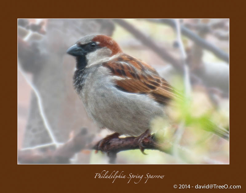Philadelphia Spring Sparrow