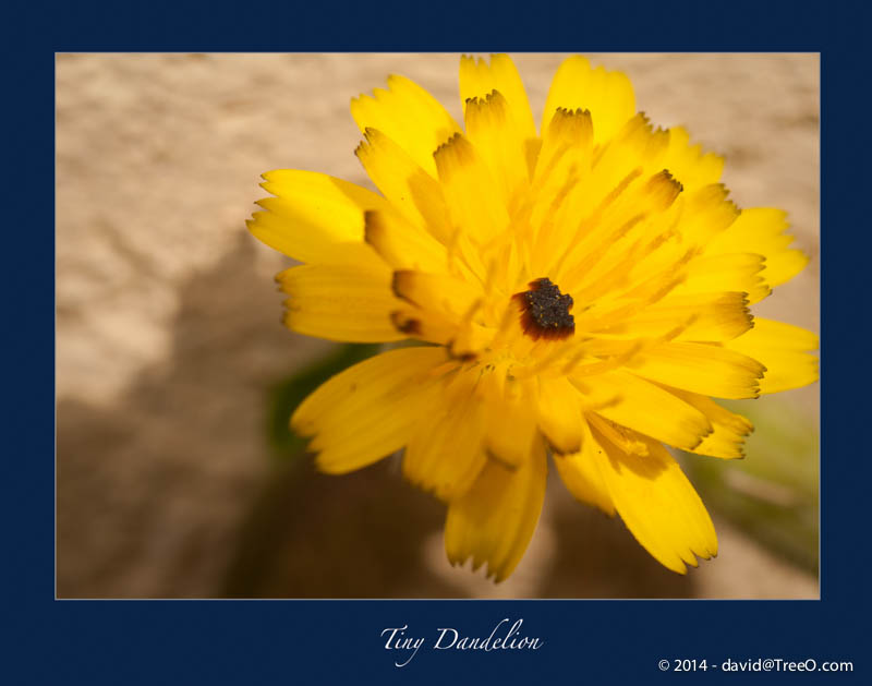Tiny Dandelion