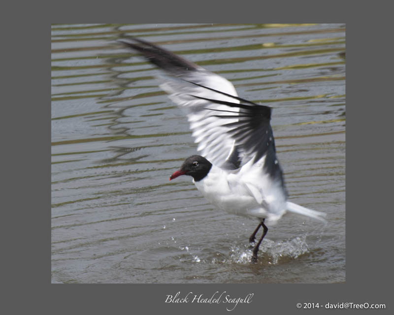 Black Headed Seagull