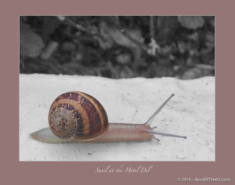 Snail at the Hotel Del