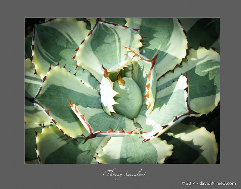 Thorny Succulent