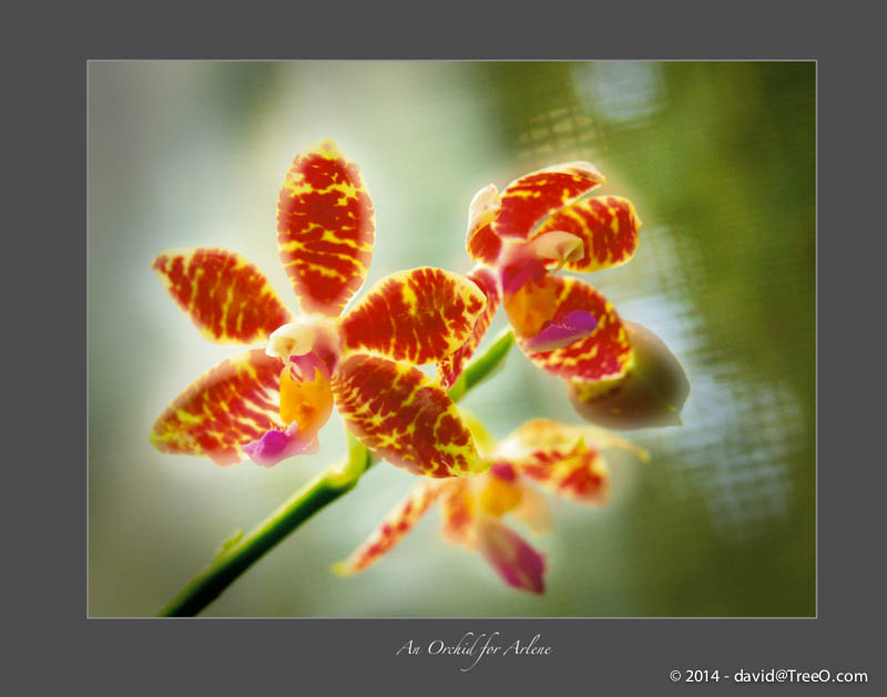 An Orchid for Arlene