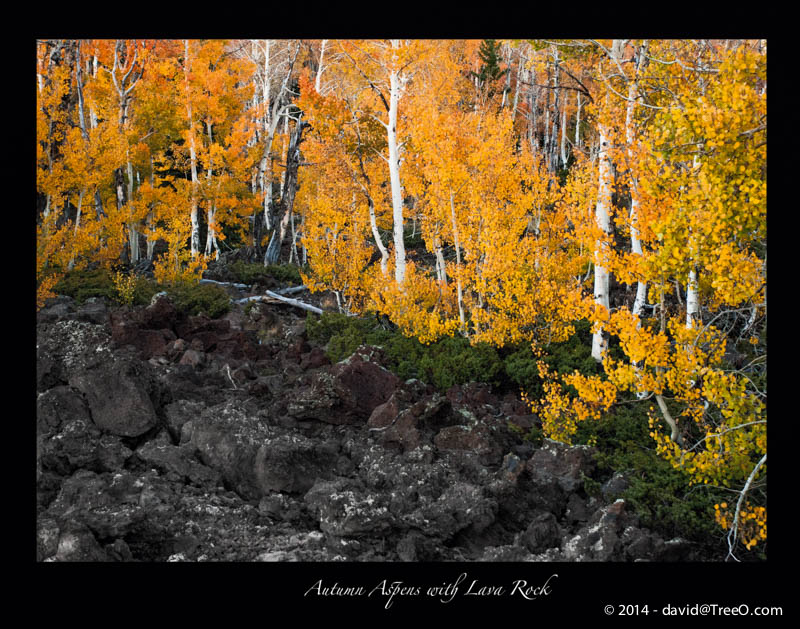 Autumn Aspens with Lava Rock