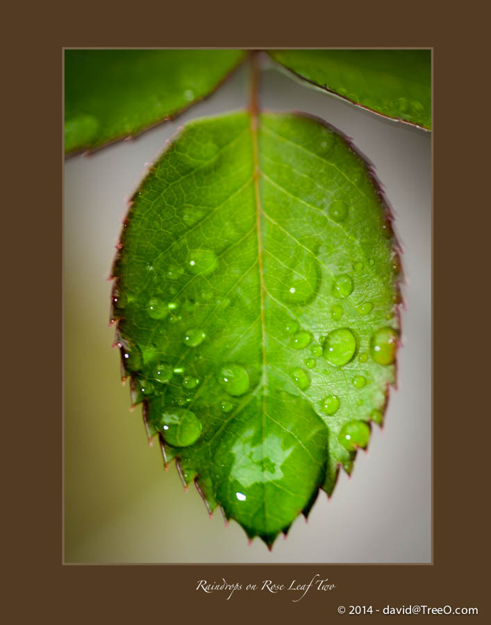 Raindrops on Rose Leaf Two