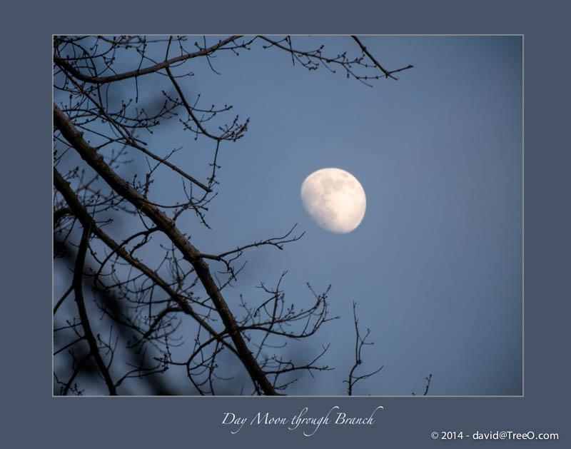 Day Moon through Branch