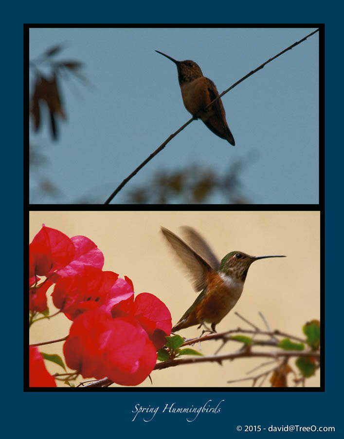 Spring Hummingbirds