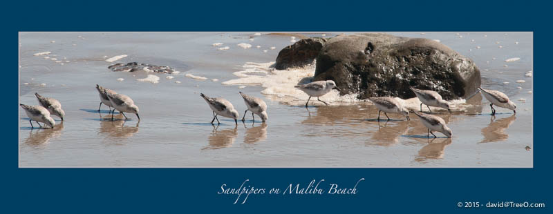 Sandpipers on Malibu Beach