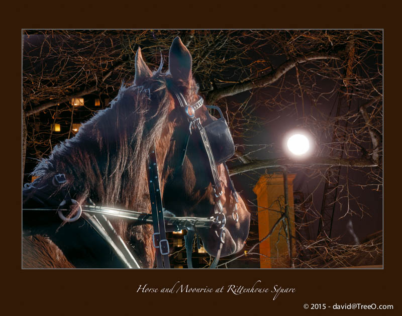 Horse and Moonrise at Rittenhouse Square