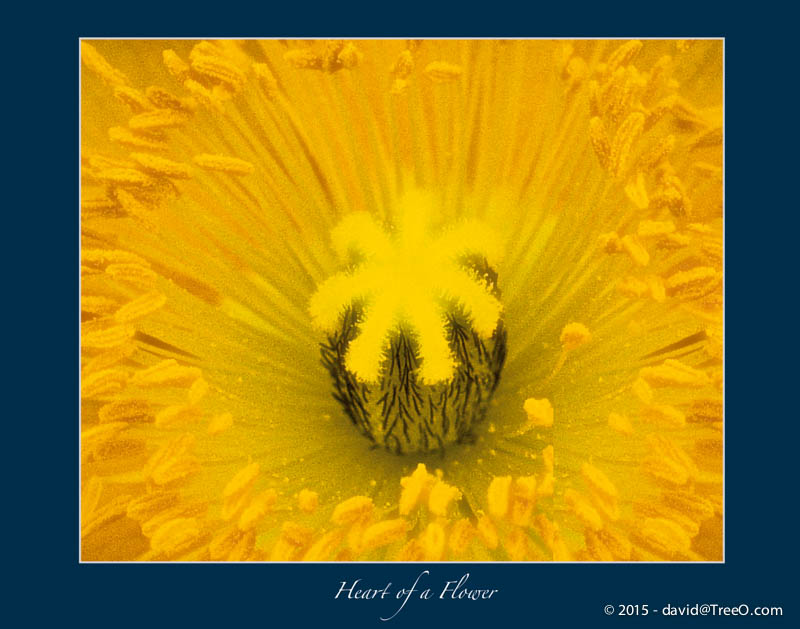 Heart of a Flower
