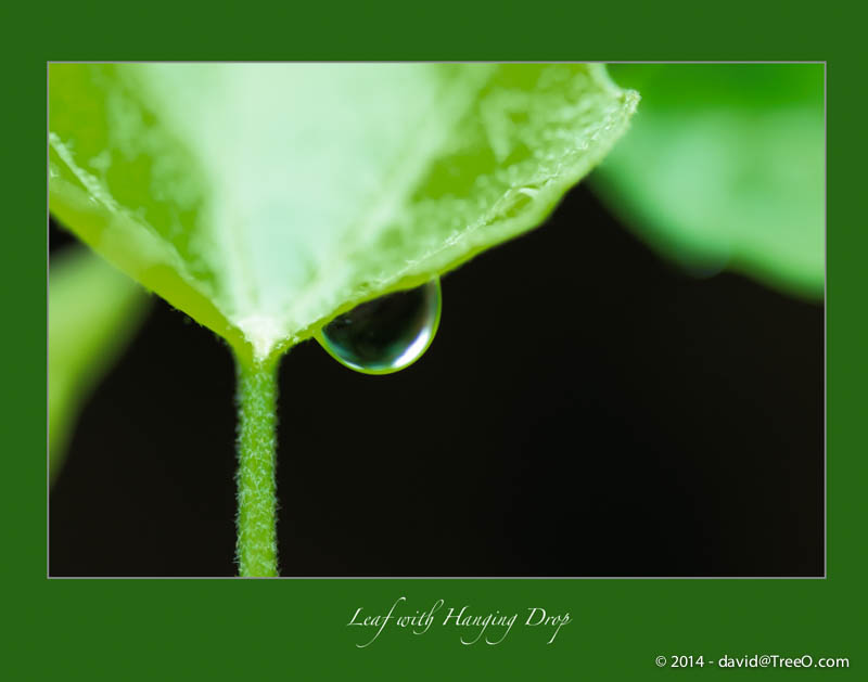 Leaf with Hanging Drop