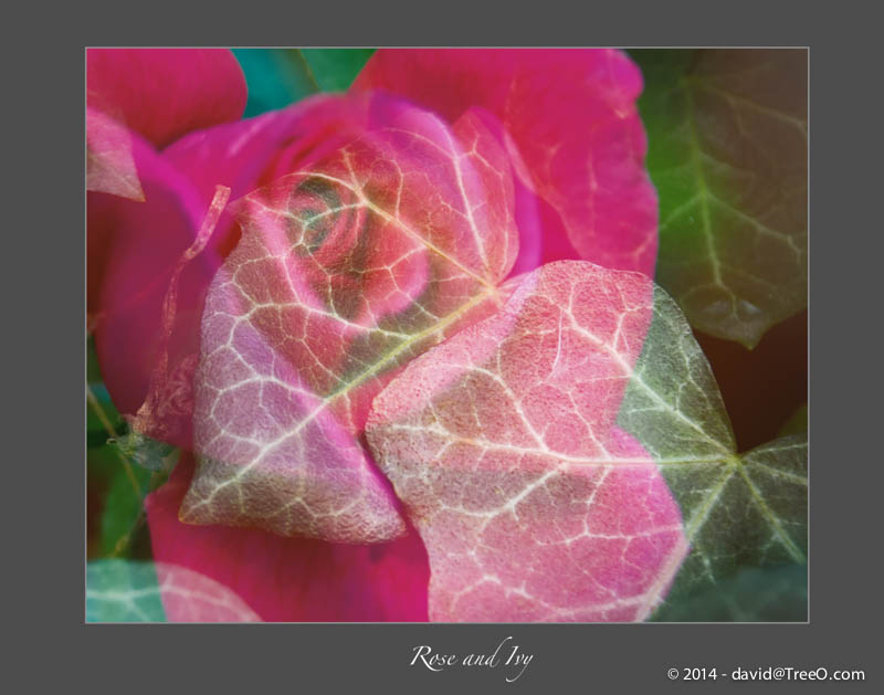 Rose and Ivy