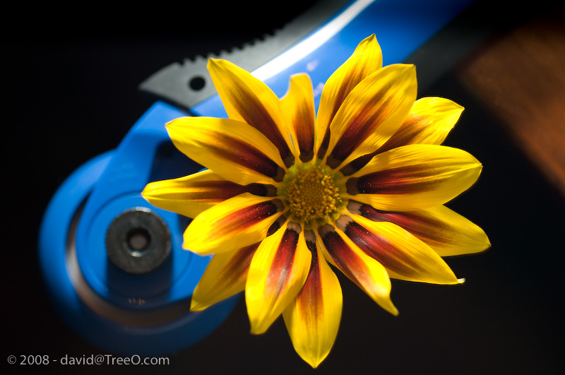 Still Life – Flower and Cutter