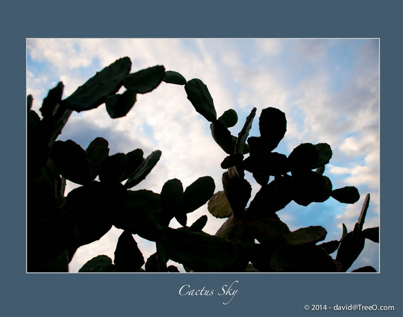 Cactus Sky