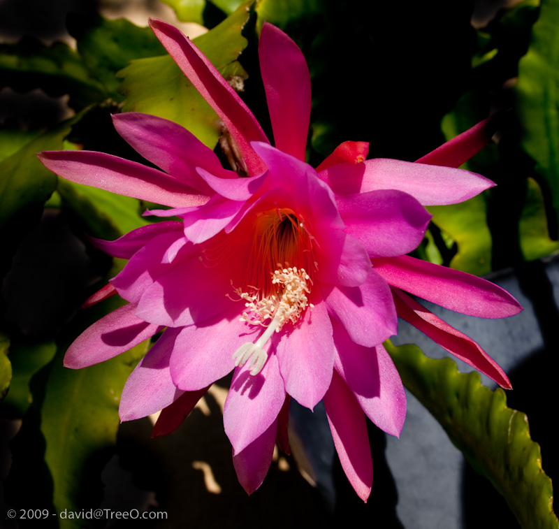 Cactus Flower