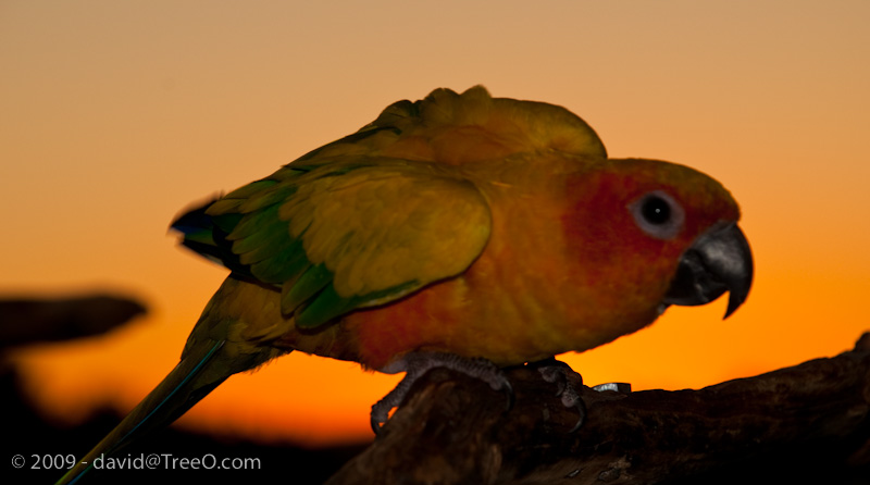 Lovebird Sunset