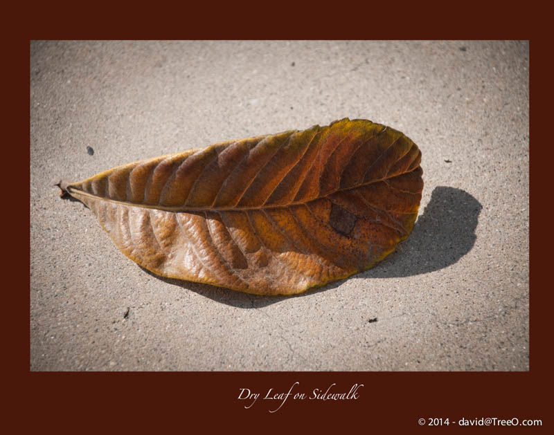 Dry Leaf on Sidewalk