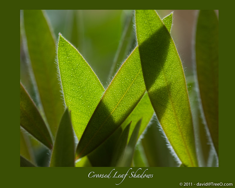 Crossed Leaf Shadows