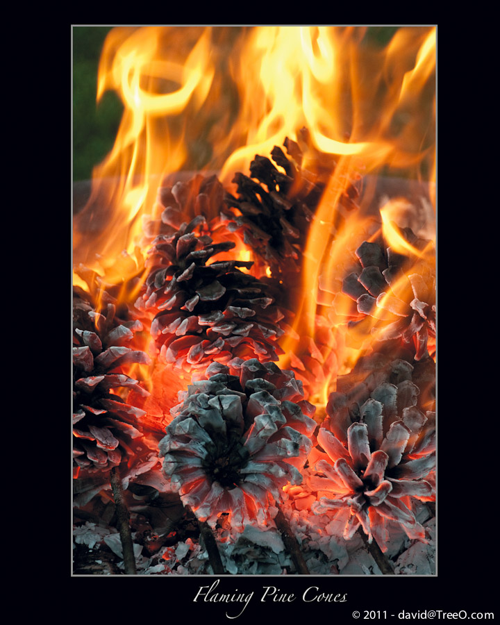 Flaming Pine Cones