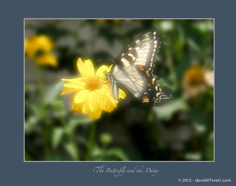 The Butterfly and the Daisy