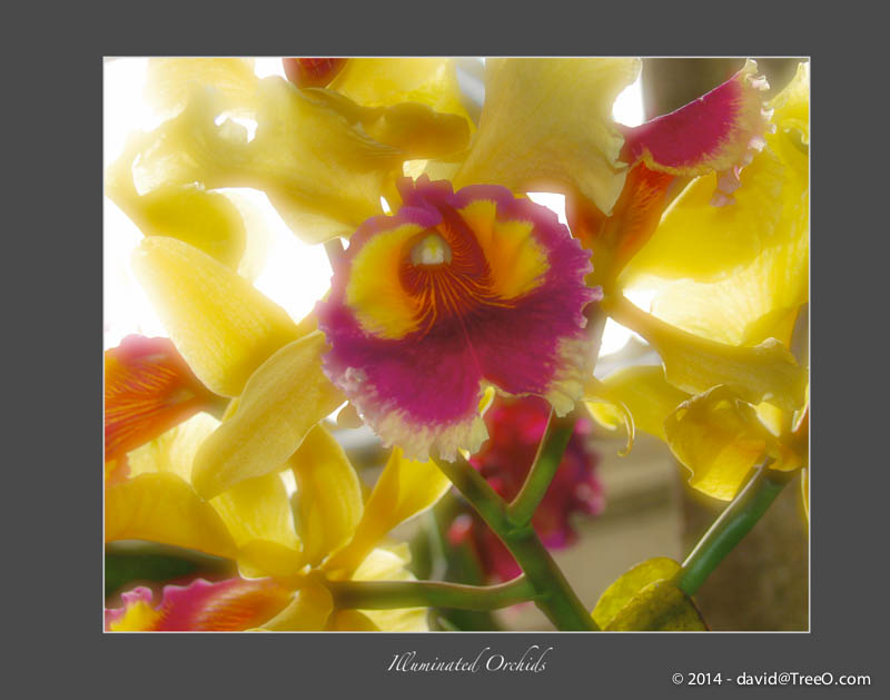 Illuminated Orchids