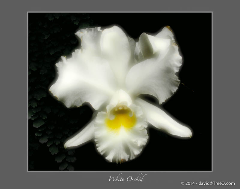 White Orchid