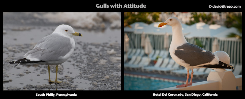 Gulls with Attitude