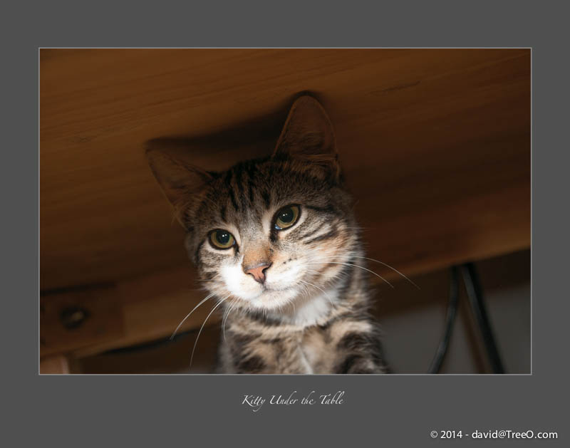 Kitty Under the Table