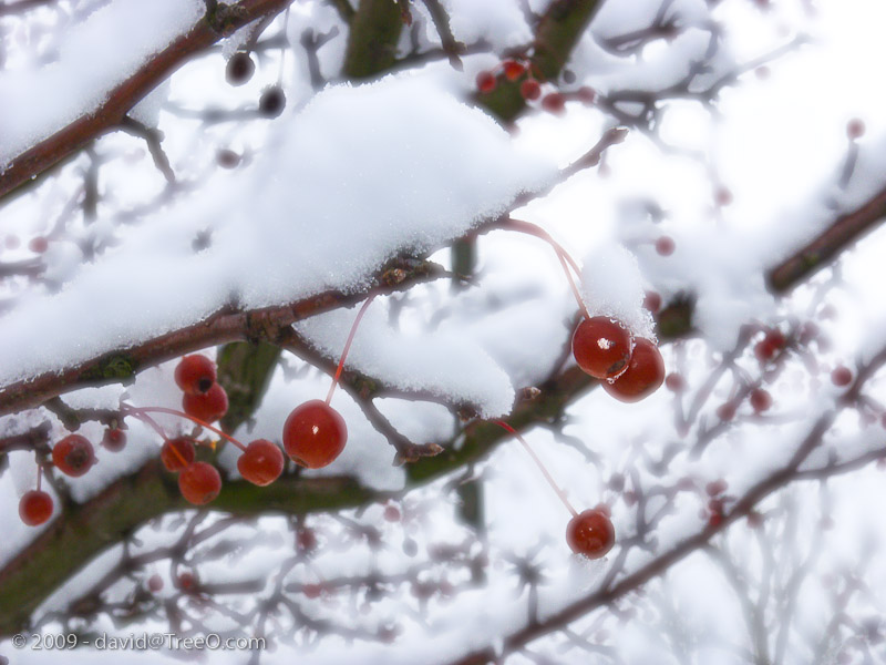 Snow Covered Berries