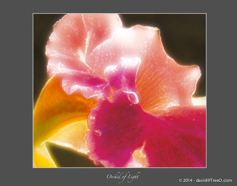 Orchid of Light