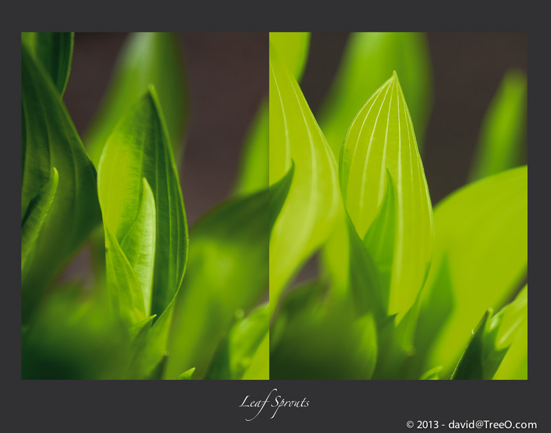 Leaf Sprouts (Hosta)