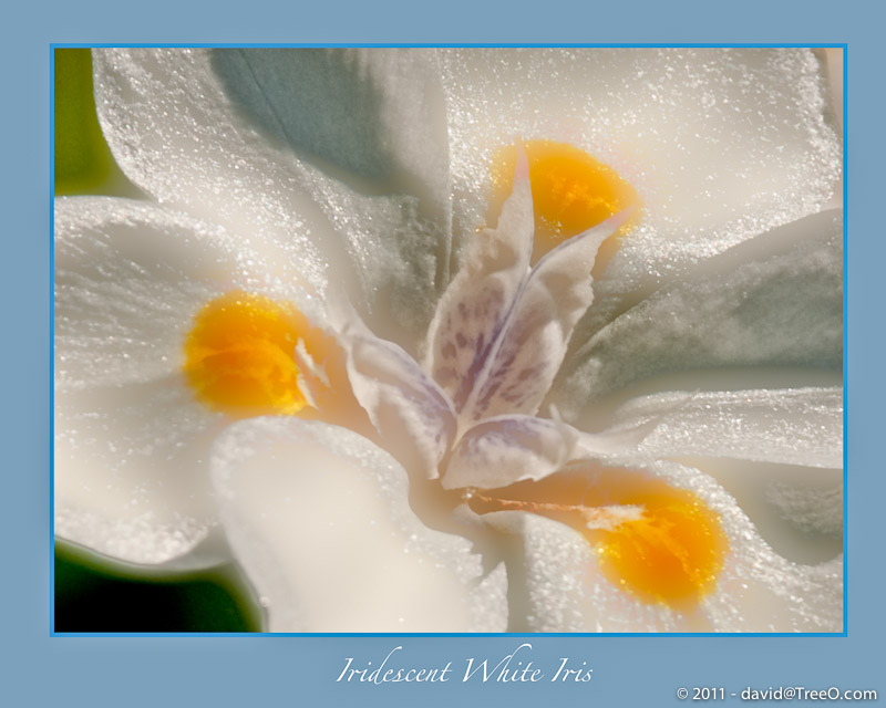 Iridescent White Iris