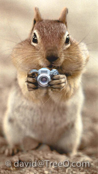 Squirrel Photographer