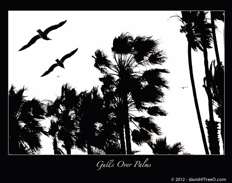 Gulls Over Palms